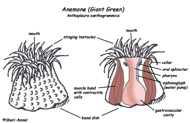 sea anemone anatomy